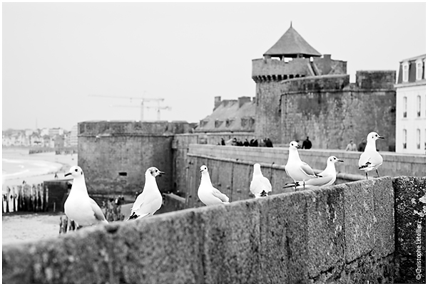 Photo noir et blanc de goélands sur les remparts de la ville de Saint Malo en Bretagne. © 2009 tous droits réservés. Reproduction interdite sans autorisation.